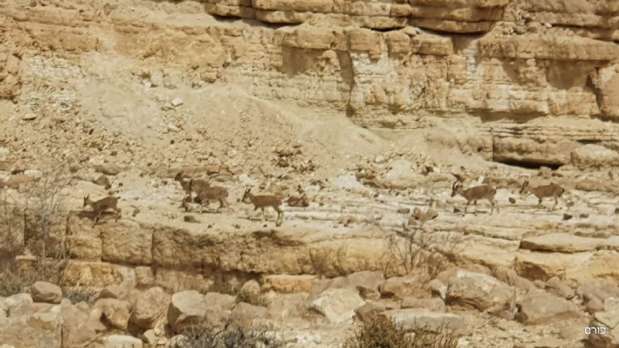 עדר יעלים בנחל חווה